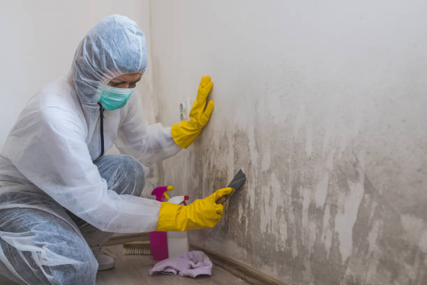 Best Black Mold Removal  in Forest Hills, PA