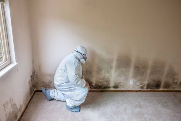 Best Mold Damage Restoration  in Forest Hills, PA