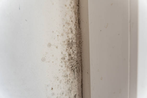 Best Mold Remediation for Healthcare Facilities  in Forest Hills, PA
