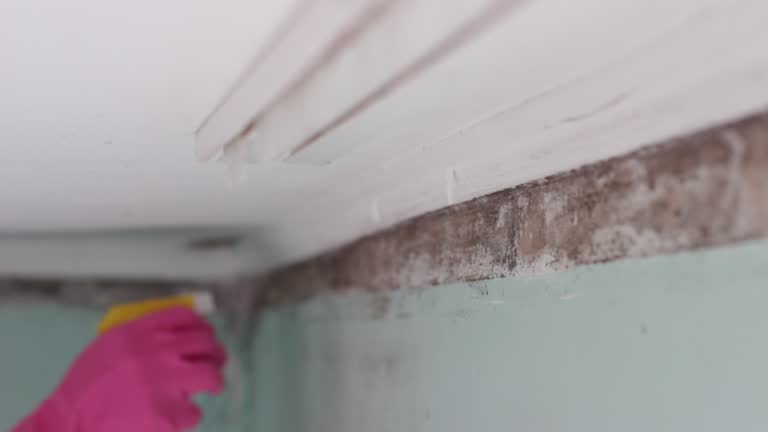 Best Commercial Mold Inspection  in Forest Hills, PA